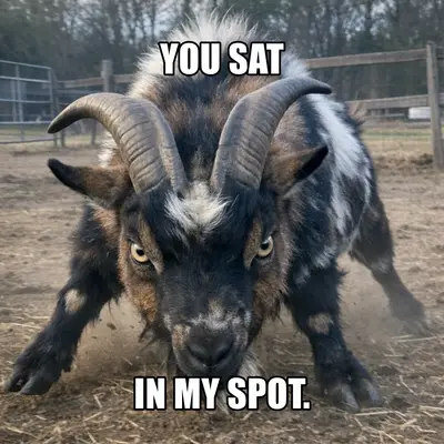 meme
