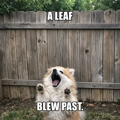 meme