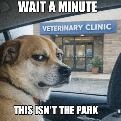 meme